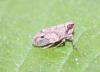 Issus coleoptratus
